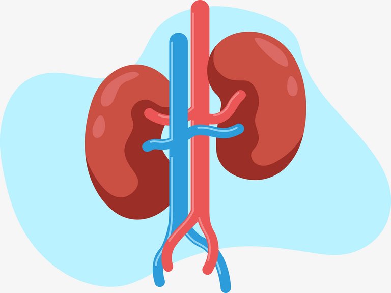 Elemente schematice ale rinichiului uman