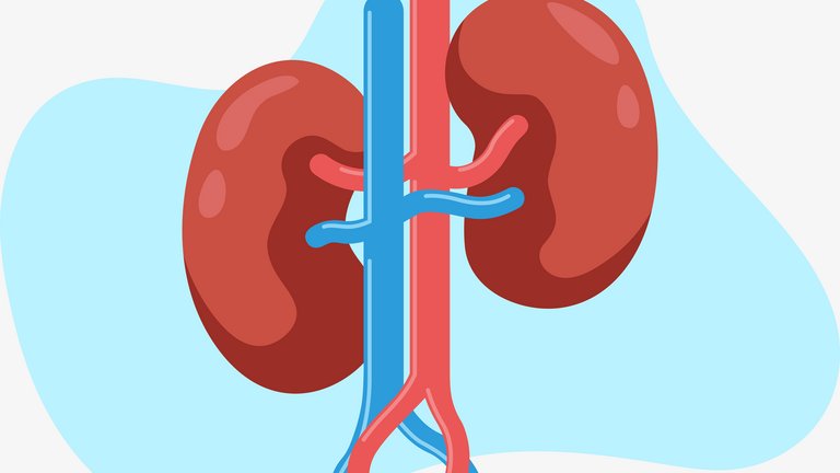 Elemente schematice ale rinichiului uman