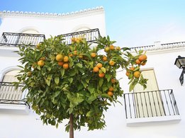 Copac portocaliu în faţa unei case